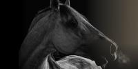 Inside the World War II Rescue Mission That Brought Enemies Together to Save Priceless Horses from the Soviets—and Extinction