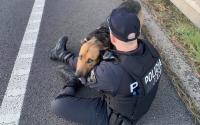 Police officer hugs lost dog on Mallorca motorway as Spain’s abandonment crisis continues