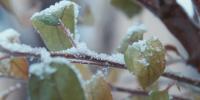 First Alert Weather: Patchy frost possible this weekend over eastern Ozarks