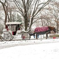 New York to ban Central Park’s horse-drawn carriages