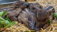 North Carolina Zoo welcomes birth of six endangered Visayan warty piglets in Asheboro