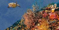 Life's a restored beach for these artificial reef startups