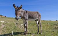Why Are Donkeys Disappearing in Bulgaria? Numbers Have Fallen from 90,000 in 2005 to Fewer Than 2,000