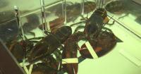 University of Maine research shows decline in baby lobsters, indicates drop in population