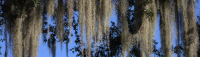 Spanish Moss: Curse or Blessing?