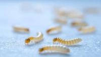 Agriculture Department confirms 2 new screwworm cases