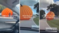 ‘The pump’s gonna hit my car’: Giant inflatable pumpkin breaks loose from a North Carolina farm and rolls toward traffic
