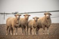 ASI Prepares to Present Lamb Import Injury Testimony to the U.S. International Trade Commission
