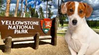 Tiny Dog That Spent A Month Roaming Yellowstone National Park Reunited With Family After Being Tracked Down