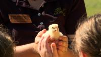 North Alabama Agriplex brings hands-on agriculture lessons to students