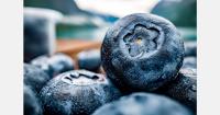 Global blueberry output projected to exceed 3.36 million tons by 2029