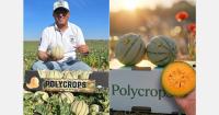 Larger melon plantings in Marrakesh despite labor and climate risks
