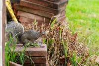 How Suburban Homeowners Protect Landscaping and Property From Local Wildlife
