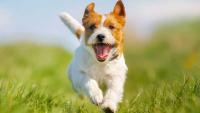 Enter your pet's picture for a chance to be featured on Louisiana's Pet Stamp
