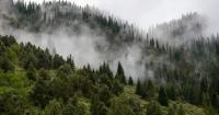 Forests in Kyrgyzstan cover 6.4% of country's territory