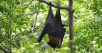 Tennessee survey identifies endangered bat species in Fentress County