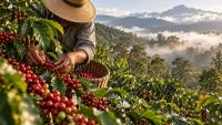 Coffee Farms in Panama’s Highlands Turn a Daily Cup Into a Local Story