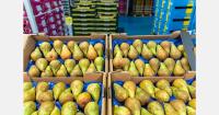 French pear harvest down 9% as season begins with sluggish market demand
