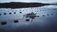 Report finds Argyle municipal actions on aquaculture not criminal, but public concerns legitimate
