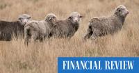 Australia to US: Don’t blame us for your struggling lamb industry