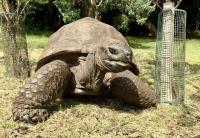 Uncovering the secrets of longevity with 194-year-old giant tortoise Jonathan