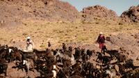In Morocco's High Atlas Mountains, Joining One of the Oldest Migrations in Africa