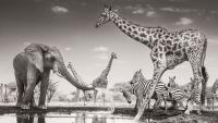 The Wildlife Photographer of the Year Is Here, See Microscopic Slime Molds and Giant Elephants