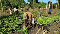 Pacific families must work four days to afford basic food: World Vision