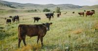 Montana State researchers receive $1.5 million grant to study adaptive grazing management with ranches statewide