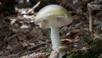 Deadly mushrooms found again in Boise, Garden City