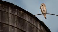 Rare Family Of Barn Owls Living On Manhattan’s Upper West Side Captivates New Yorkers