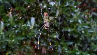 Invasive Joro spiders spread across western North Carolina Big, brightly colored and about the size of your palm, Trichonephila clavata or Joro spiders are becoming a familiar sight across western North Carolina.