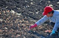 Women Manage Nearly a Quarter of Greece’s Farmland, Outpacing EU Average
