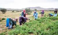 Tunisia: Women account for 75% of agricultural workforce