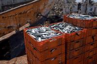 Tanzania earns $181.6 million from fish exports as quality strengthens