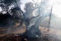 Israeli settlers burn olive trees, injure journalist in West Bank attack