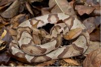 These Two Alabama Forests Are Home to Copperheads