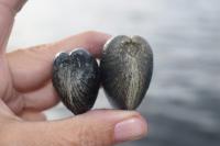 Are Rhode Island’s Beloved Quahogs Disappearing? Shellfishermen Think So.