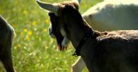 Lincoln University workshop to focus on sheep, goat processing and marketing