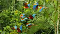 Scaling blended finance for biodiversity in Latin America