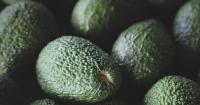 Chilean avocado exports hit new record