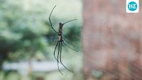 Tourist torches paper to scare spider, accidentally burns down $112,000 Bali villa: ‘The fire spread quickly’