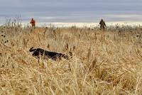 All you need to know about the 2026 pheasant hunting season in South Dakota