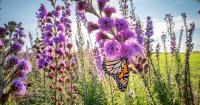 Photographer Jaime Rojo Celebrates the Extraordinary Lives of Monarch Butterflies in New Photo Book