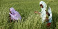 Unleashing Africa’s Women Agripreneurs