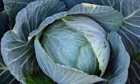 Two Croatian food products gain protected status