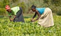 International day of rural women 2026: In the DRC, they feed families but continue to face economic hardship
