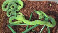 Snakes off a plane: Mexican traveller's slippery suitcase seized