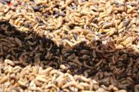Uganda’s Black Soldier Fly Farming: Cutting Feed Costs and Strengthening Food Security
