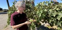 Wine Lovers Head to Los Olivos for the Annual Vintners Festival & Harvest Update